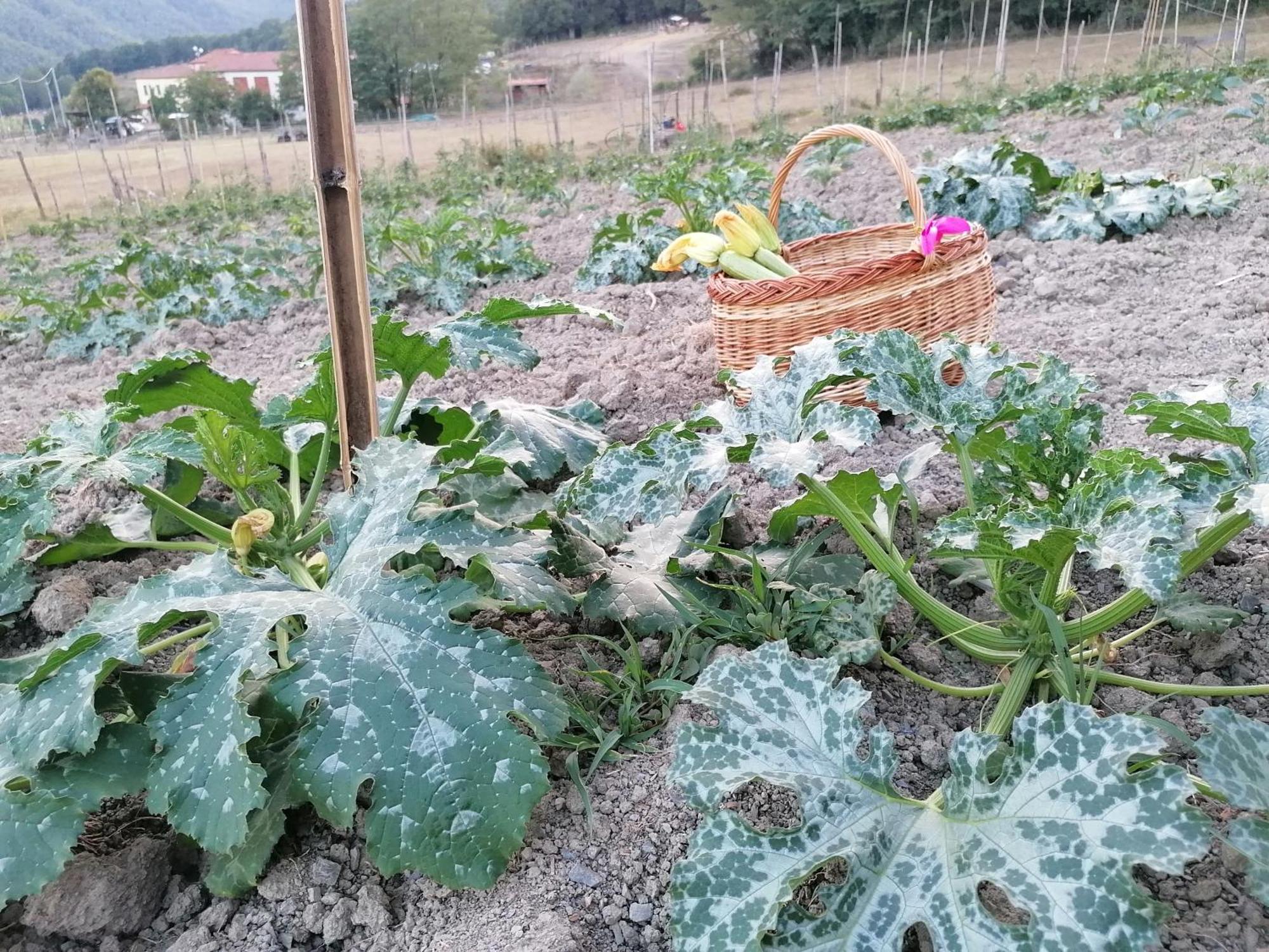 Agriturismo Dei Legi Βίλα San Pietro Vara Εξωτερικό φωτογραφία